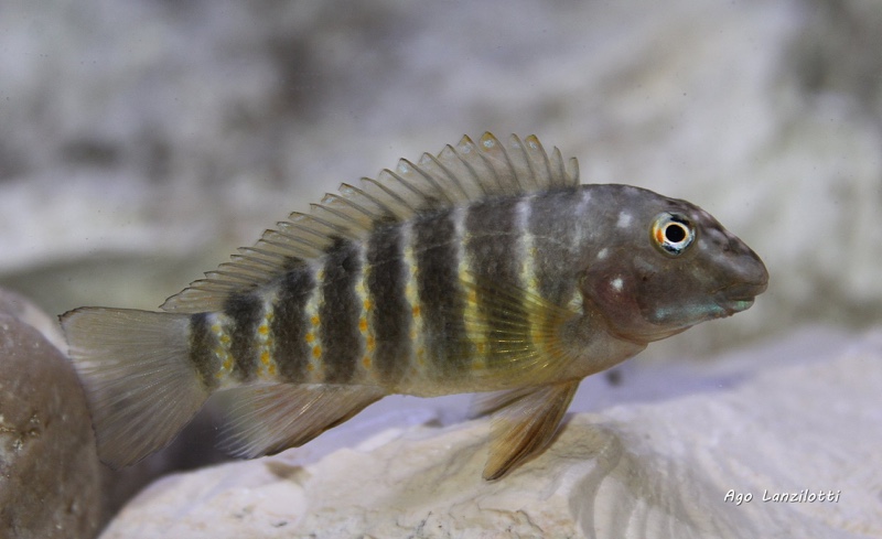 Eretmodus marksmithi 'Mzungu Beach'